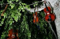Nachtwanderkonzert Gross Nachtwanderkonzert Gross